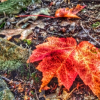 Red Fallen Leaf